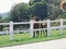 French farm horses green summer