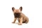 French Fawn Bulldog puppy against white background. Cute little puppy.