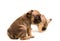 French Fawn Bulldog puppy against white background. Cute little puppy.