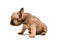 French Fawn Bulldog puppy against white background. Cute little puppy.