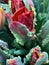 French flaming parrot tulips