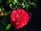 French floribunda rose \\\'Red Leonardo da Vinci\\\' flowering with red flowers