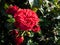 French floribunda rose \\\'Red Leonardo da Vinci\\\' flowering with red flowers with dense, compact and full petals