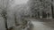 French forest in black and white sleeps under a blanket of snow