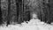 French forest in black and white sleeps under a blanket of snow