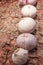 French garlic on tree bark