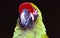 French Guyane: The Ara bird in the Amazonas region belongs to th
