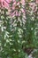 French Heather Erica x hiemalis, pink flowering shrub