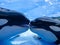 French kissing Killer Whales (Orcas)