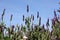 French lavender against the blue sky