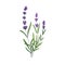 French lavender flower. Lavander, floral plant with lavanda blooms. Blossomed Provence lavandula drawing. Lavendar herb