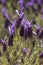 French Lavender flowers