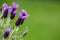 French Lavender Flowers against a Green Background, with Copy Space