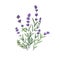 French lavender flowers. Blooming lavanda stems, Provence floral plant. Violet lavandula, botany drawing. Gentle
