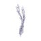 French lavender flowers. Lavendar herb, botanical vintage drawing. Outlined contoured Provence floral plant. Engraved