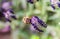 French lavender with honey bee