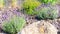 French lavender in the Provencal garden. Lavender bushes close up. Provencal lavender in garden landscaping. Raw materials for the