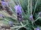 French lavender, Spanish lavender, Lavandula stoechas