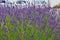 French lilac fragrant lavender and lavandin field with blurred parked cars on background.
