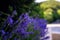 French lilac purple fragrant lavender and high ornamental maiden grass next to stones walkway