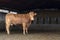 French Limousin cow, stands in full size in the barn, with muddy hooves, with light pink nose, broken horns