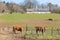 French Limousin cows