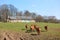 French Limousin cows