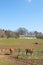 French Limousin cows