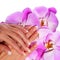 French Manicure. Beautiful Female Hands