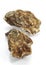 French Marennes d`Oleron Oysters, ostrea edulis against White Background