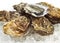 French Marennes d`Oleron Oysters, ostrea edulis on Ice