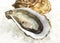 French Marennes d`Oleron Oysters, ostrea edulis on Ice