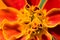 French marigold