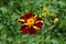 French marigold Mr. Majestic