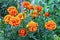 French Marigold`s golden flowers, Tagetes patula. Tagetes garden flowers. Close-up of beautiful marigold blossom on green texture