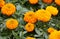 French Marigold. Yellow Flowers
