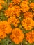 French marigolds Bonanza, Tagetes patula