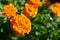 French marigolds flowers