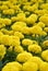 French Marigolds tagetes patula. Yellow, botany