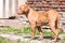 French mastif dog living in belgium