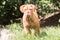 French mastif dog living in belgium