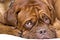 French mastiff