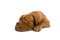 French mastiff dog