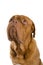 French mastiff dog