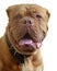 French mastiff (Dogue de Bordeaux)