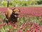 French mastiff in a field with a clover