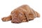 French Mastiff puppy