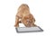 French Mastiff puppy with digital tablet computer