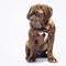 French Mastiff puppy. Four months