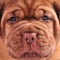 French Mastiff puppy muzzle